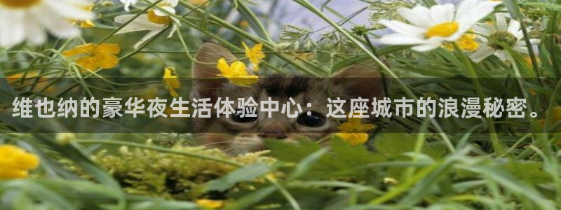 BB贝博艾弗森注册网页版：维也纳的豪华夜生活体验中心：这座城市的浪漫秘密。